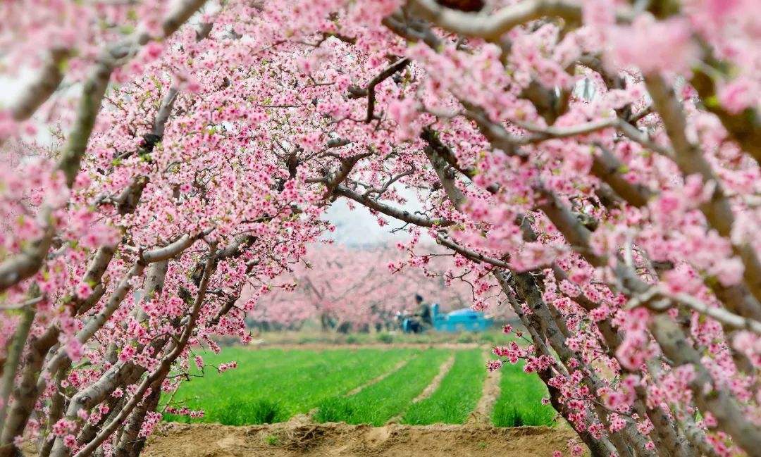 未来五天 爱神眷顾 桃花朵朵开 与真爱携手的生肖