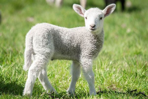 2022年12生肖的感情运势分析 属羊遇见真爱