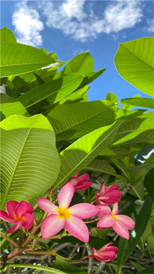 卧室里养花有什么讲究