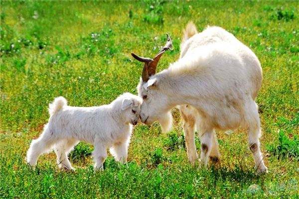 2022年属羊双子座运势 事业尚佳榜上有名