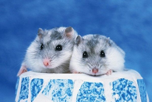 属鼠2022年虎年运气如何 凶星干扰运势低迷