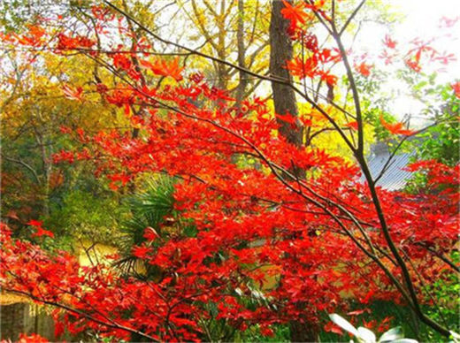 窗帘风水　家里悬挂什么窗帘色调好