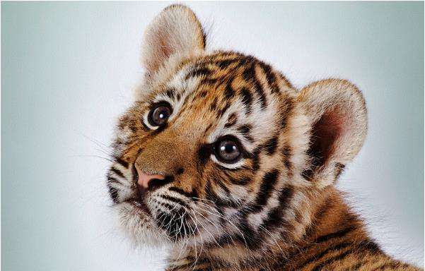 属虎人虎年运势2022运势详解 财运比较糟糕