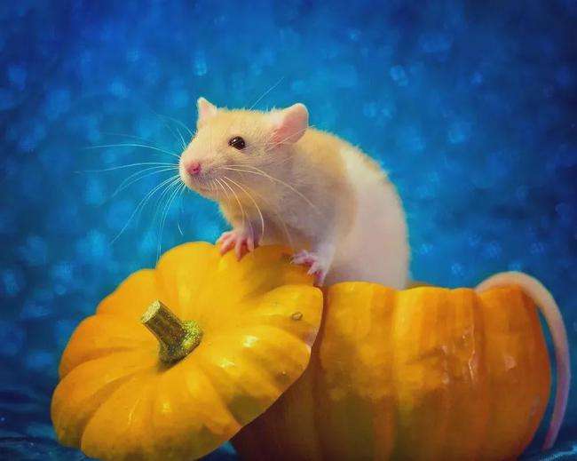 2022年生肖鼠与虎年运程如何 喜迎正桃花