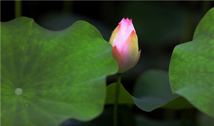 家居旺财招财风水吉祥物十大排名