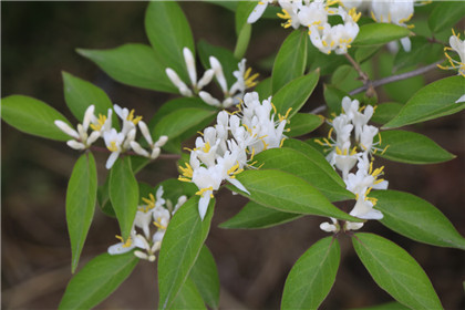 锆石开光吉祥物  驱走瘟疫，战胜邪恶