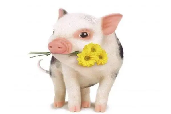 生肖猪2022年的贵人运分析 财运有吉星贵人相助