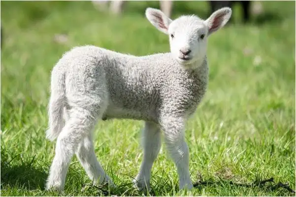 2022年虎年生肖羊的运程 升职加薪指日可待