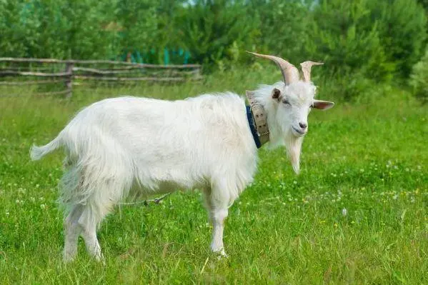 yang.jpg  2022年生肖羊遇虎年运势如何 事业颇佳榜上有名