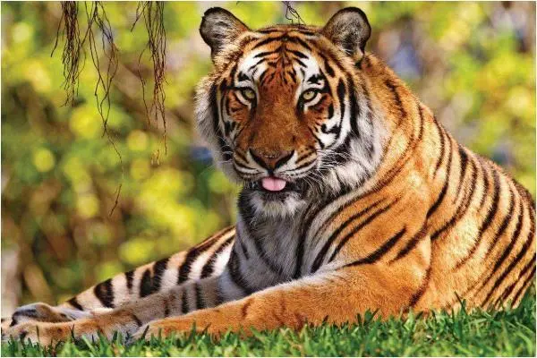 laohu.jpg  2022属虎运势如何 今年感情矛盾较少