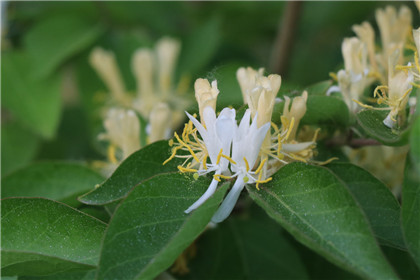 家居风水专用十大吉祥物摆放方法