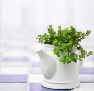 金钱树的寓意及其作用是什么?