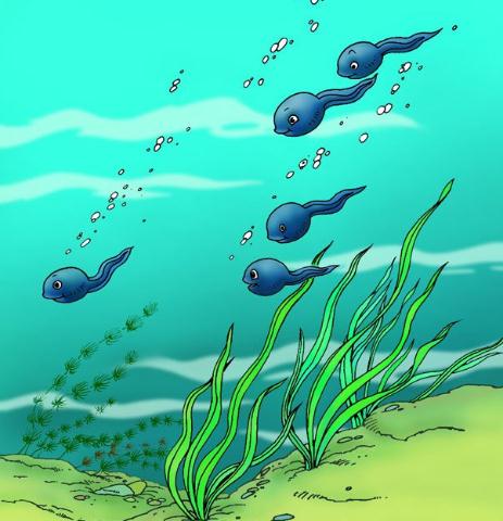 福禄龟的风水作用是什么？