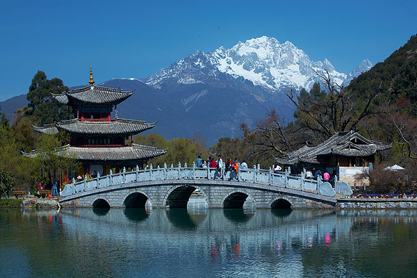 血龙木的保养方法有哪些