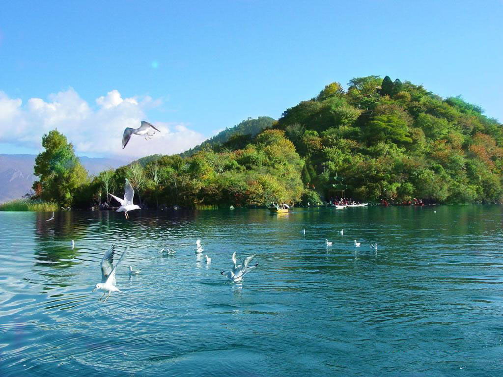 血龙木的功效与作用是什么？