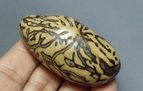 千眼菩提和星月菩提的区别有哪些?