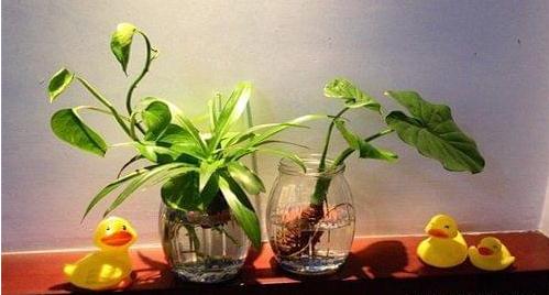 2022最新植物风水摆放讲究 旺运招财