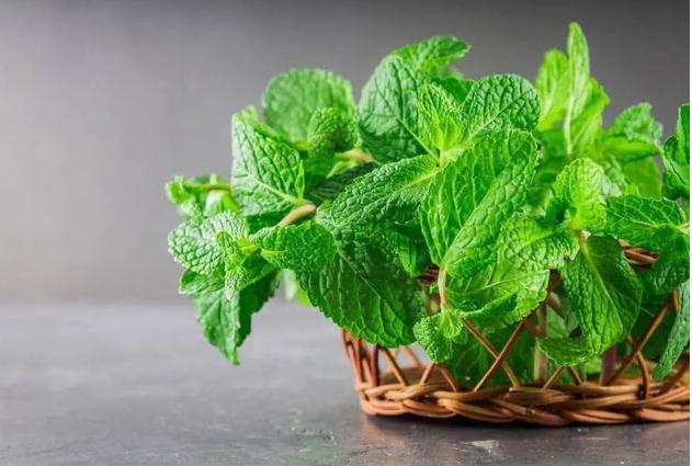 办公室风水知识：推荐10种办公室招财植物