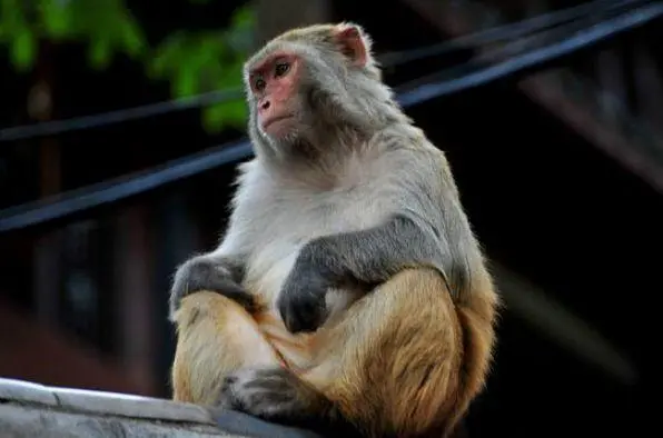 2004年属猴男2022年高考运势 今年成绩好不好