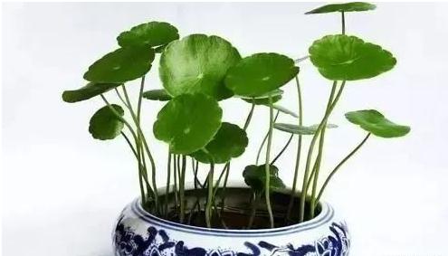 风水植物这样摆，财运旺到让人眼红