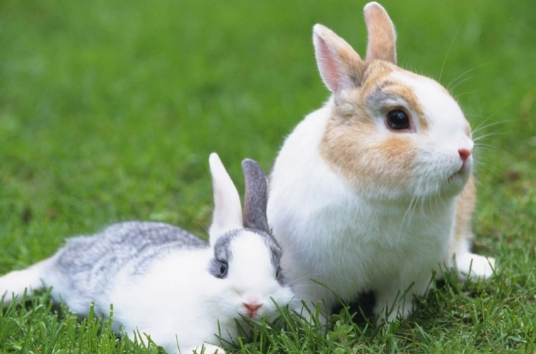 属兔人2022年5月运势 2022年生肖兔5月份运势