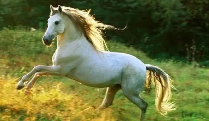 属马人2022年5月运势 2022年生肖马5月份运势