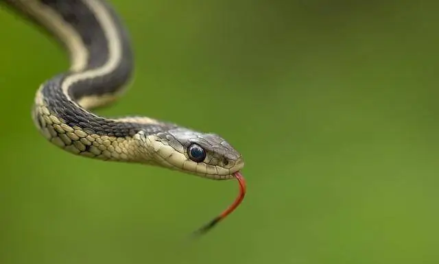 每日十二生肖运势查询 2022年5月1日