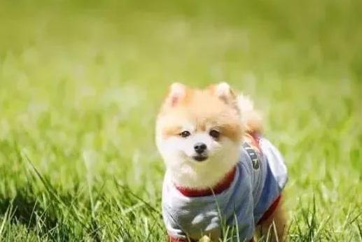 2023年五月生肖运势 属狗的5月份运程全面分解