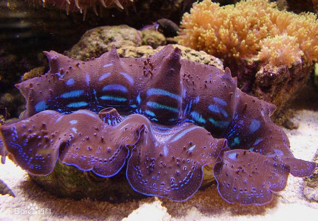 库氏砗磲的作用是什么?