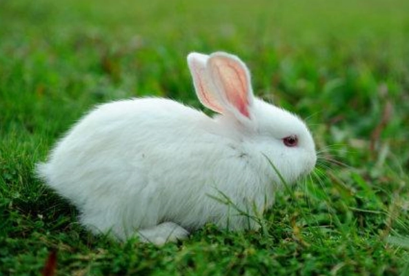 5月下旬，3生肖财运朽木逢春、步步高升