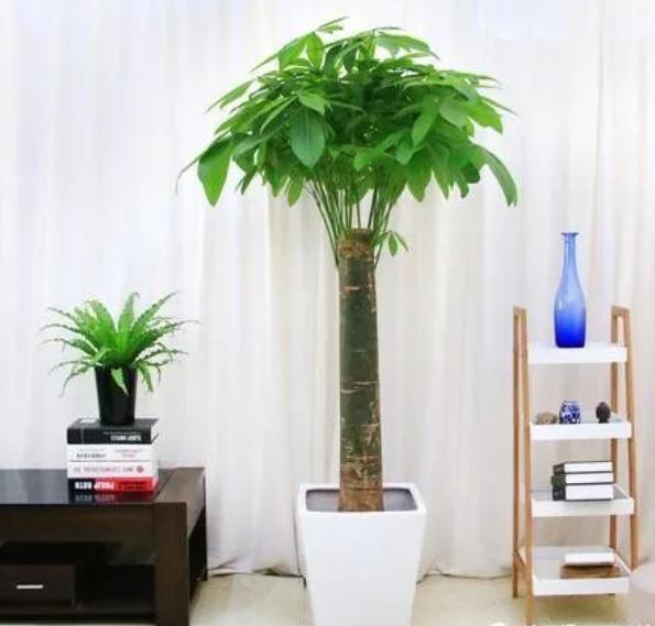 利用发财树为自己增运！