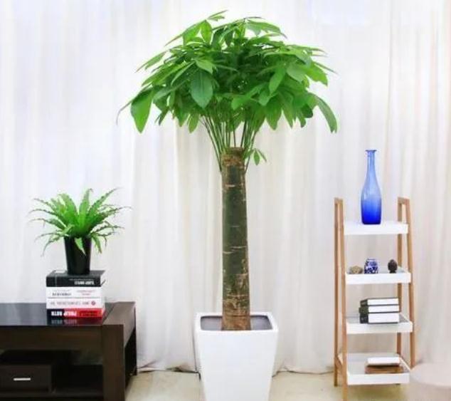 如何利用发财树为自己增运