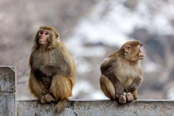 属猴2022年7月运势及运程 工作不顺 感情一般