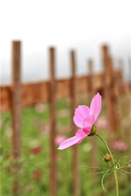 中国古代四灵吉祥物：麒麟