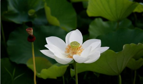 家居摆设吉祥物的风水有何讲究