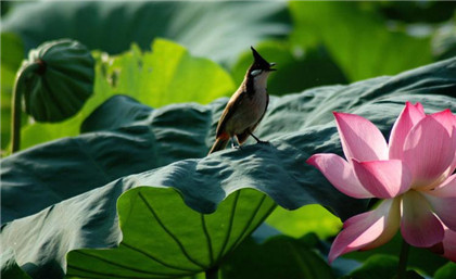 民间流传器物类的开运吉祥物