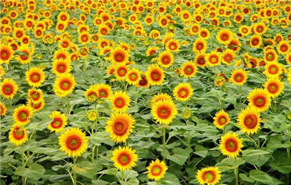 看看哪些吉祥物适合你