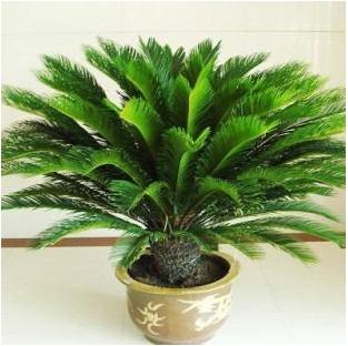 铁树放在哪里风水最好？摆放哪里最合适？