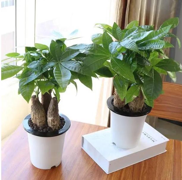 买了“发财树”却不能发财，快看你位置摆对了吗？