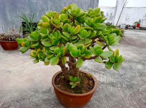 “客厅有树，十家九富”！霸气植物，招财旺家镇宅，寓意吉祥