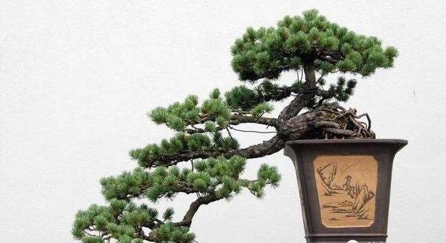 家里养罗汉松有什么风水禁忌？