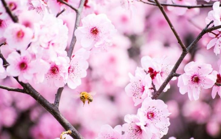 助旺桃花运的吉祥物有哪些?