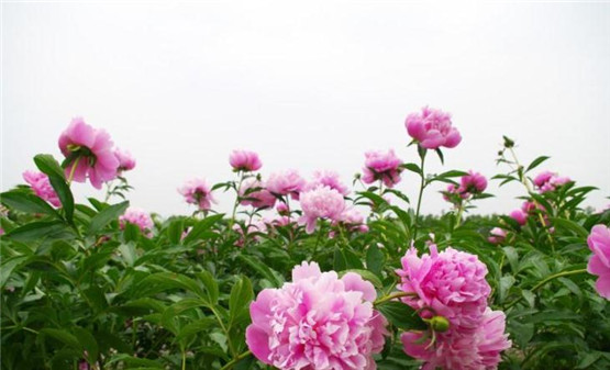 天然黄水晶貔貅有什么功效与寓意？