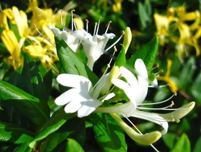 十二生肖适合养什么植物旺财 快来看看你适合养什么？