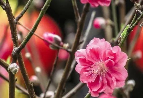 哪些八字会因桃花而得财？