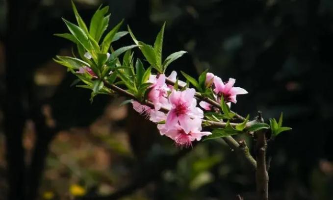 金蟾不可以摆放在什么位置上?别人留下的金蟾应该怎么处理? 金蟾不可以摆放在什么位置上?别人留下的金蟾应该怎么处理?