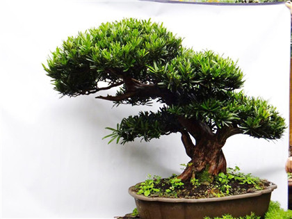 供养摆放金蟾需要注意什么？金蟾的来历介绍！