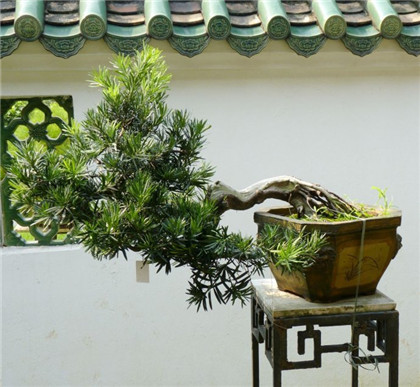 家中金蟾怎么摆放的风水好？摆放金蟾要注意什么？