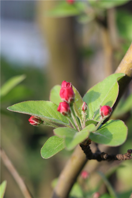 如何正确处理不要的金蟾？用别人用过的金蟾好吗？
