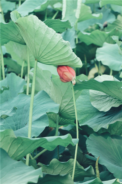 五帝钱的使用方式介绍，五帝钱怎么正确摆放？